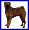 Click here for more detailed Chinese Shar-pei breed information and available puppies, studs dogs, clubs and forums
